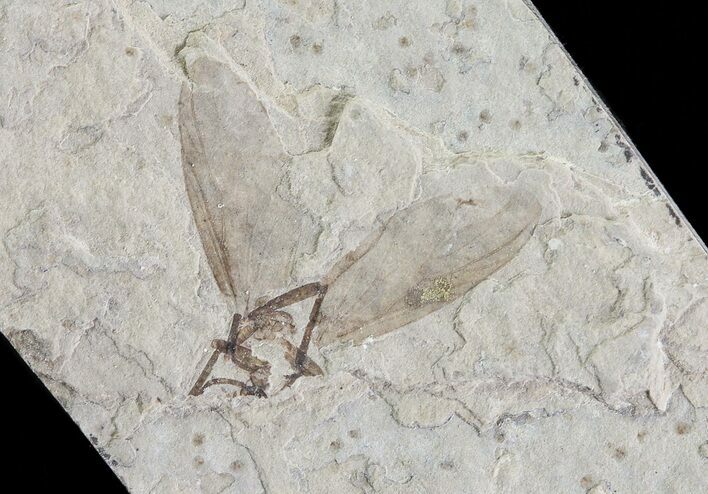 Bargain Fossil March Fly (Plecia) - Green River Formation #65173